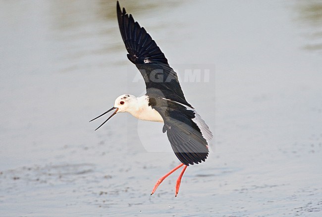 Steltkluut in de vlucht; Black-winged Stilt in flight stock-image by Agami/Marc Guyt,