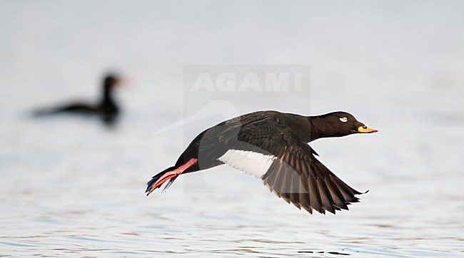 Mannetje Grote Zee-eend in flight; Male Velvet Scoter in flight stock-image by Agami/Markus Varesvuo,