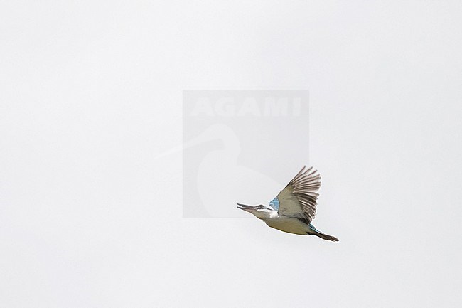 Critically endangered Marquesan kingfisher (Todiramphus godeffroyi), endemic to French Polynesia. Also known as Marquesas kingfisher. stock-image by Agami/Pete Morris,