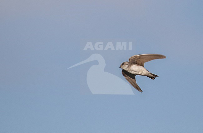 Pale sand martin (Riparia diluta) in Russia. stock-image by Agami/Magnus Hellström,