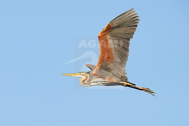 Purple Heron (Ardea purpurea), side view of an adult in flight, Campania, Italy stock-image by Agami/Saverio Gatto,