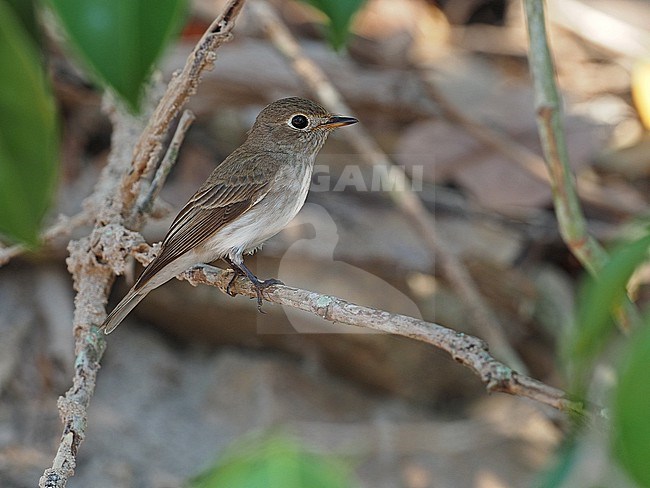 Asian Brown Flycatcher (Muscicapa dauurica) perched in a tree in Thailand. Ssp siamensis stock-image by Agami/James Eaton,