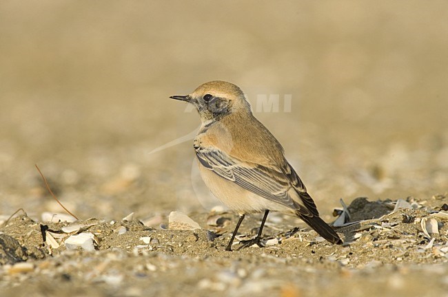 Desert Wheatear on beach of IJmuiden, Netherlands ; Woestijntapuit op het strand van IJmuiden stock-image by Agami/Marc Guyt,