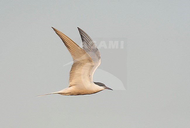 (Siberian) Common Tern in flight above Bodhi Island, China stock-image by Agami/Marc Guyt,