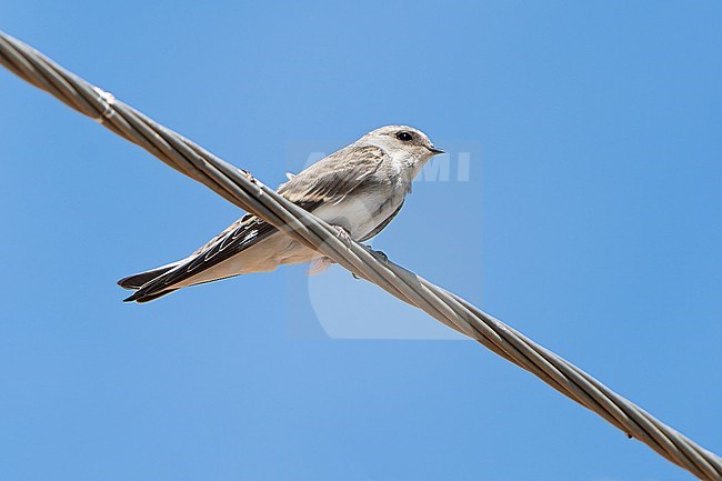 Pale Martin (Riparia diluta) during autumn migration in Mongolia. stock-image by Agami/Dani Lopez-Velasco,