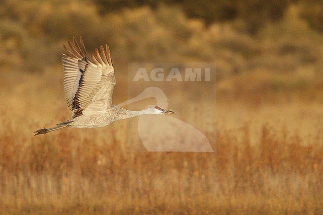 Sandhill Crane (Grus canadensis) flying at the Bosque del Apache wildlife refuge near Socorro, New Mexico, USA. stock-image by Agami/Glenn Bartley,