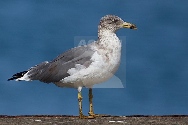 Atlantische geelpootmeeuw, Atlantic Yellow-legged Gull stock-image by Agami/Daniele Occhiato,