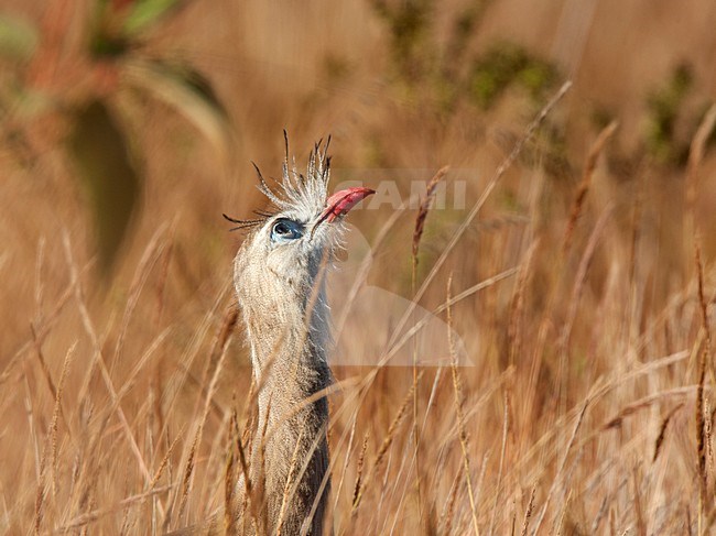 Kuifseriema, Red-legged Seriema stock-image by Agami/Roy de Haas,