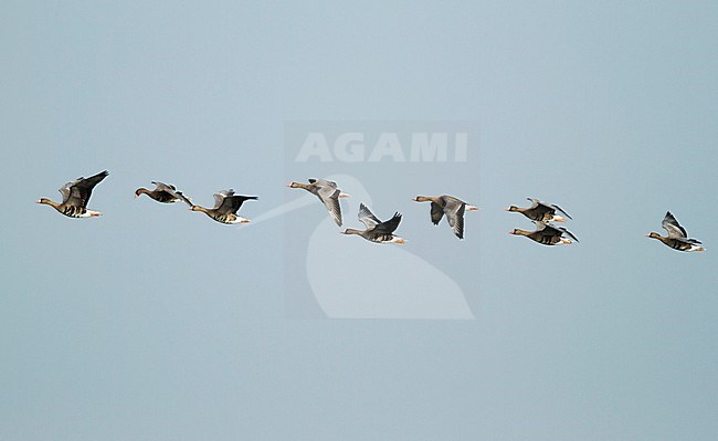 Greater White-fronted Goose - Anser albifrons ssp. albifrons, Germany, migrating stock-image by Agami/Ralph Martin,