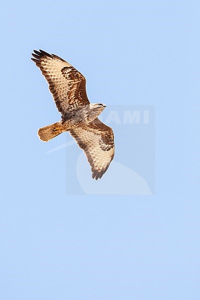 Steppe Buzzard (Buteo buteo vulpinus) on migration over the Eilat Mountains, near Eilat, Israel stock-image by Agami/Marc Guyt,