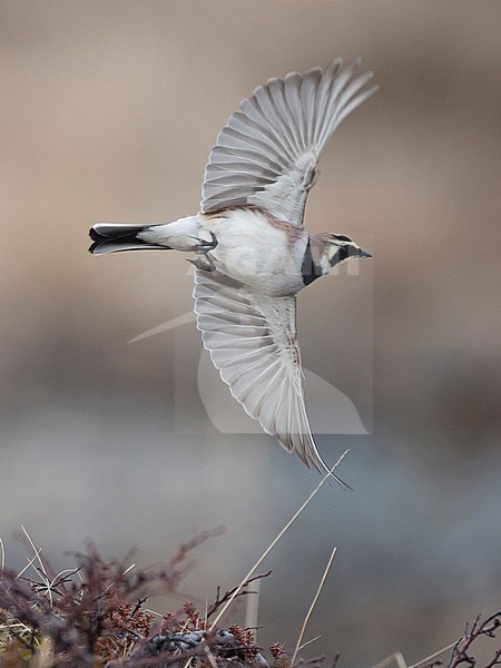 Side view of a male Shore Lark (Eremophila alpestris) in flight, close up. Norway stock-image by Agami/Markku Rantala,