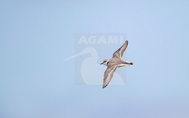 Adult male Kentish Plover (Charadrius alexandrinus) in flight at Rømø, Denmark stock-image by Agami/Helge Sorensen,