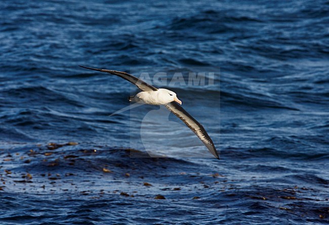 Black-browed Albatross, Wenkbrauwalbatros, Thalassarche melanophrys stock-image by Agami/Marc Guyt,