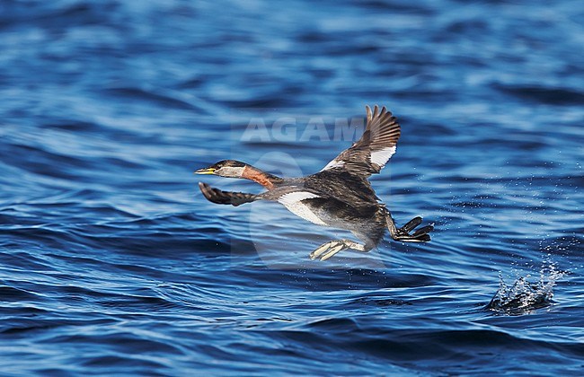 Roodhalsfuut, Red-necked Grebe, Podiceps grisegena stock-image by Agami/Tomi Muukkonen,