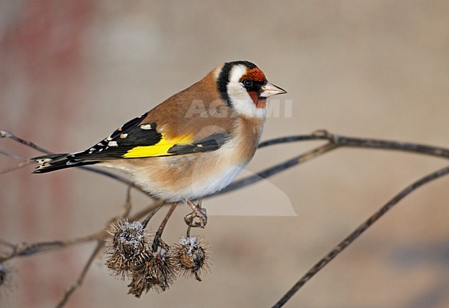 Putter zittend op tak; European Goldfinch perched on a branch stock-image by Agami/Markus Varesvuo,