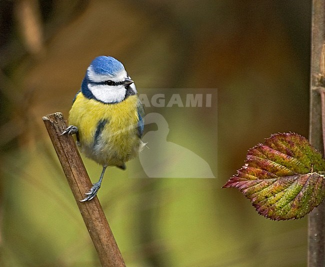 Blue Tit perched in tree; zittend in boom stock-image by Agami/Roy de Haas,