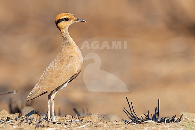 Temminck's Courser (Cursorius temminckii), sive view of an adult standing on the ground, Mpumalanga, South Africa stock-image by Agami/Saverio Gatto,