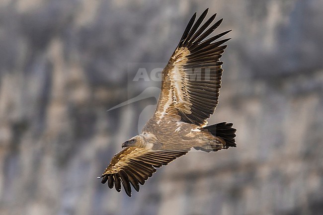 Vale Gier in vlucht, Griffon Vulture in flight stock-image by Agami/Daniele Occhiato,