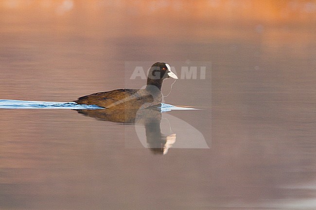 Zwemmende volwassen meerkoet;  Eurasian Coot adult swimming stock-image by Agami/Menno van Duijn,