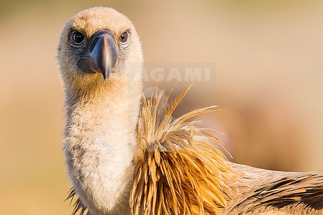 Cose-up Griffon Vulture, Vale Gier, Gyps vulvus stock-image by Agami/Wil Leurs,