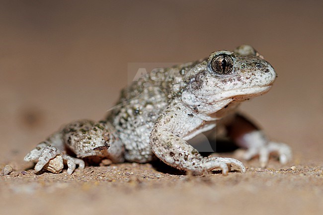 Common Midwife Toad (Alytes obstetricans) taken the 15/06/2023 at Fuveau - France. stock-image by Agami/Nicolas Bastide,