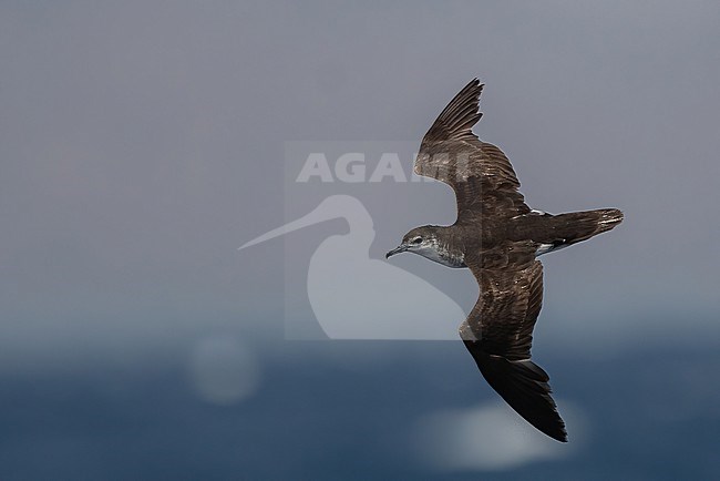 Boyd's Shearwater (Puffinus boydi) is an endemic breeding bird. A recent split and part of the 'little and audubon's shearwater complex'. stock-image by Agami/Eduard Sangster,