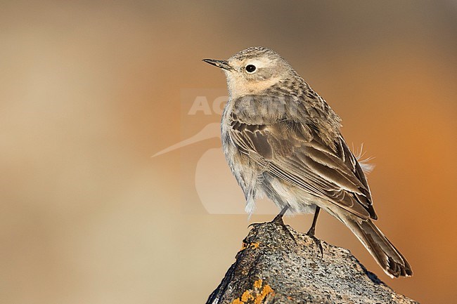 Water Pipit - Bergpieper - Anthus spinoletta ssp. blakistoni, Kyrgyzstan, adult stock-image by Agami/Ralph Martin,