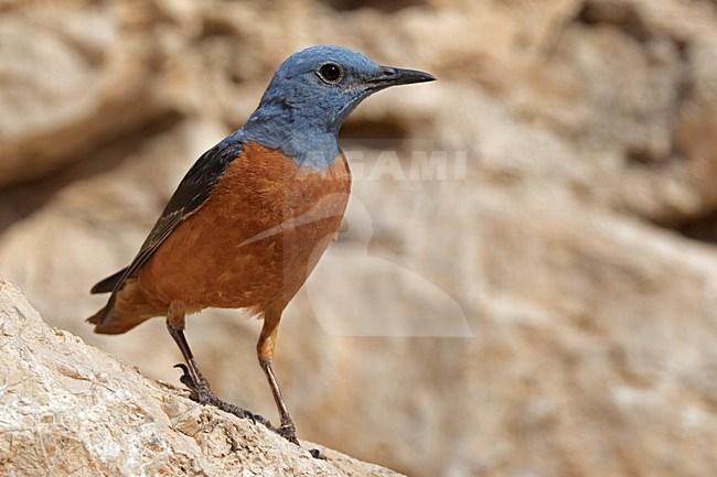 Rode Rotslijster mannetje zomerkleed; Rufous-tailed Rock Thrush male summerplumage stock-image by Agami/Daniele Occhiato,