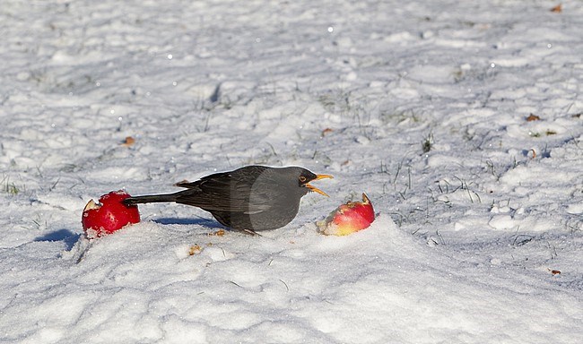 Adult male Common Blackbird (Turdus merula merula) eating apples in snow at Holte, Denmark stock-image by Agami/Helge Sorensen,