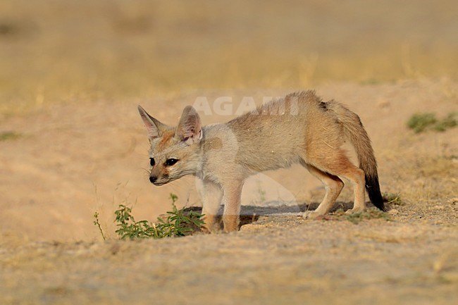 Bengaalse vos, Indian Fox, Vulpes bengalensis stock-image by Agami/Laurens Steijn,