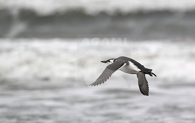 Common Guillemot (Uria aalge aalge) during autumn. Bird flying over the ocean at Mellby Strand in Sweden. stock-image by Agami/Helge Sorensen,