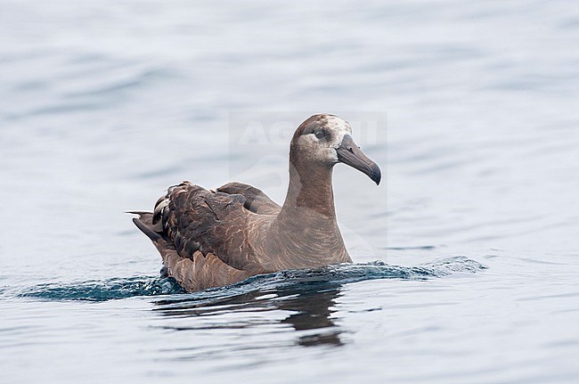 Swimming Black-footed Albatross (Phoebastria nigripes) offshore California, United States. stock-image by Agami/Marc Guyt,