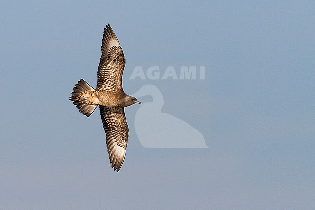 Juveniel Kleine Jager in vlucht; Juvenile Parasitic Jaeger in fligh, Germany, 1st cy stock-image by Agami/Ralph Martin,