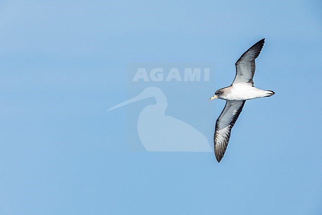 Cory's Shearwater (Calonectris borealis) off the coast of the Isles of Scilly, Cornwall, England. stock-image by Agami/Marc Guyt,