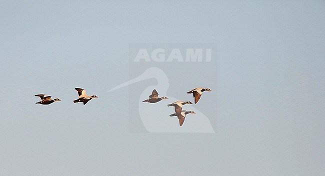 vliegende Brileiders; flying Spectacled Eiders; stock-image by Agami/Chris van Rijswijk,