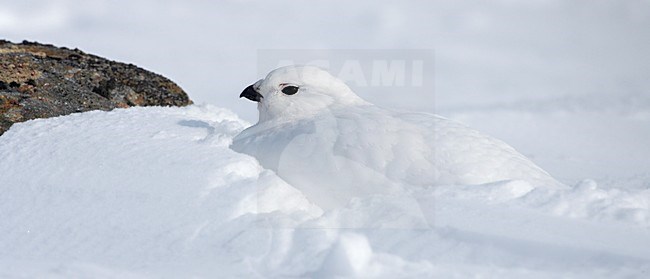 Moerassneeuwhoen in winterkleed in de sneeuw; Willow Ptarmigan in winter plumage in the snow stock-image by Agami/Markus Varesvuo,