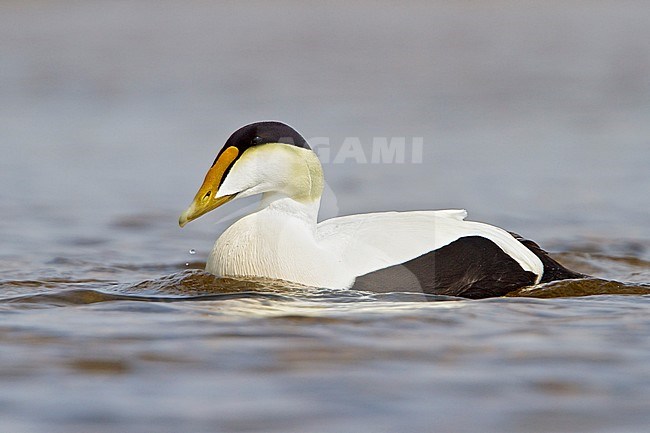 Common Eider (Somateria mollissima) in a pond in Churchill, Manitoba, Canada. stock-image by Agami/Glenn Bartley,