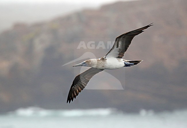 Blue-footed Booby (Sula nebouxii) on the Galapagos islands, Ecuador. stock-image by Agami/Dani Lopez-Velasco,