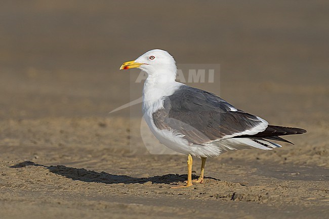 Adult breeding 
Galveston Co., TX
April 2023 stock-image by Agami/Brian E Small,