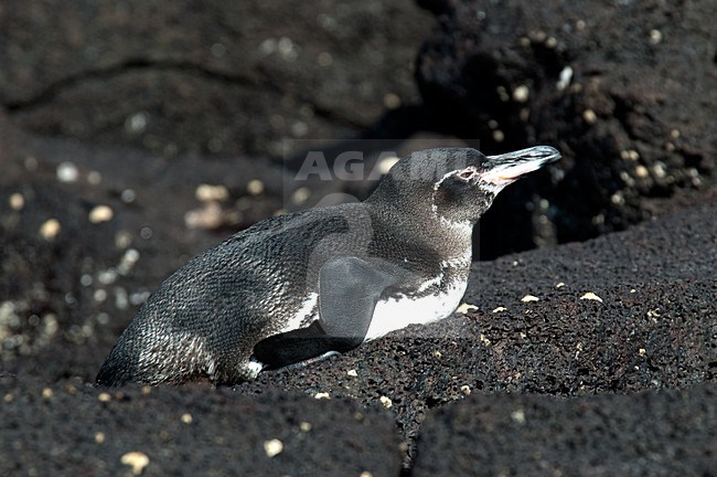 Galapagospinguin liggend op rotsen; Galapagos Penguin lying on rocks stock-image by Agami/Roy de Haas,