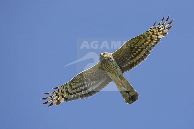 Blauwe Kiekendief; Hen Harrier; Circus cyaneus stock-image by Agami/Jari Peltomäki,