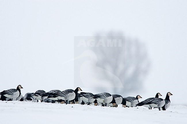 Groep Brandganzen in de sneeuw; Group of Barnacle Geese in snow stock-image by Agami/Menno van Duijn,