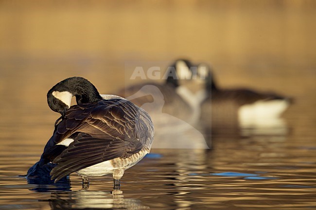 Groepje Canadese Ganzen in het water; Group of Canada Geese in water stock-image by Agami/Markus Varesvuo,