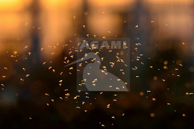 Een zwerm Dansmuggen, A swarm of Chironomids stock-image by Agami/Rob de Jong,