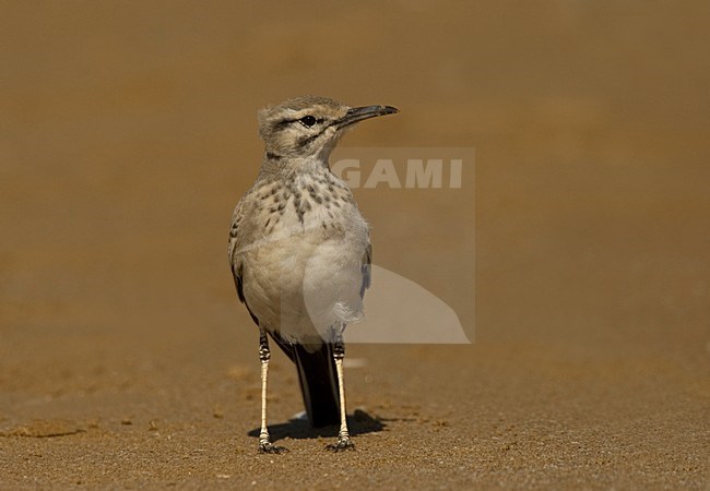 Greater Hoopoe Lark adult standing; Witbandleeuwerik volwassen staand stock-image by Agami/Harvey van Diek,