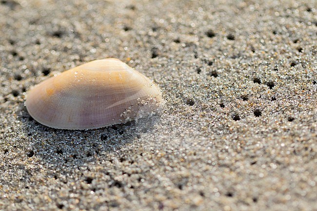 Banded Wedge Shel, Zaagje, Donax vittatus stock-image by Agami/Wil Leurs,