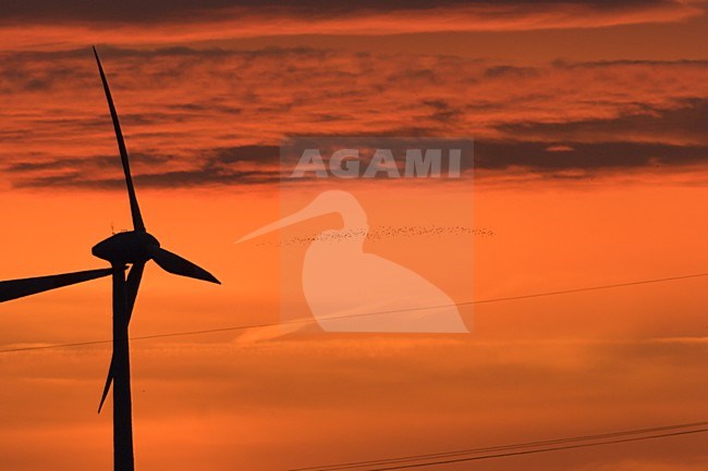 windmolen tegen avondlucht; windmill against evening sky stock-image by Agami/Ran Schols,