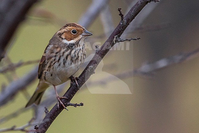 Dwerggors; Little Bunting stock-image by Agami/Daniele Occhiato,