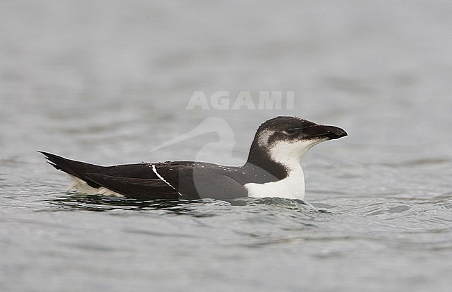 Alk, Razorbill, Alca torda stock-image by Agami/Arie Ouwerkerk,