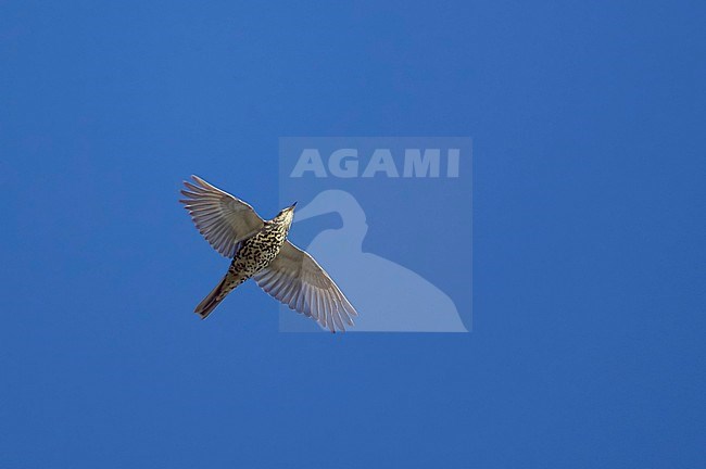 Grote Lijster in vlucht, Mistle Thrush in flight stock-image by Agami/Tomi Muukkonen,